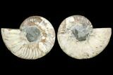 Sliced Ammonite Fossil - Agatized #114906-1